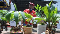 Silaturrahmi dan kontes bonsai kelapa yang digagas komunitas pecinta bonsai kelapa PamekasanSakera itu diikui 150 peserta se Jatim. ANTARA FOTO/Saiful Bahri.