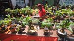 Melihat Kontes Bonsai Kelapa di Pamekasan