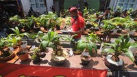 Juri memberi penilaian saat kontes bonsai kelapa di Halaman Kantor Perpustakaan dan Arsip, Pamekasan, Jawa Timur, Minggu (4/4/2021). ANTARA FOTO/Saiful Bahri.