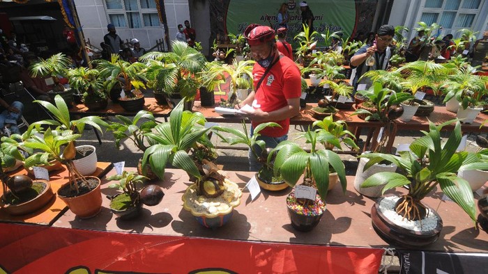 KONTES BONSAI KELAPA Juri memberi penilaian saat kontes bonsai kelapa di Halaman Kantor Perpustakaan dan Arsip, Pamekasan, Jawa Timur, Minggu (4/4/2021). Silaturrahmi dan kontes bonsai kelapa yang digagas komunitas pecinta bonsai kelapa Pamekasan'Sakera' itu diikui 150 peserta se Jatim. ANTARA FOTO/Saiful Bahri/foc.