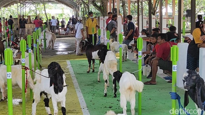 Satgas COVID-19 Kecamatan Srengat, Kabupaten Blitar membatalkan kontes kambing. Acara dibatalkan karena tidak mengantongi izin dan rekomendasi protokoler kesehatan.