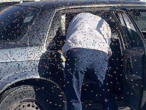 Hii.. Lupa Tutup Jendela, Mobil Ini Jadi Sarang Ribuan Lebah Dalam Sekejap