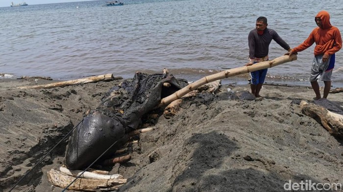 Balai Konservasi Sumber Daya Alam (BKSDA) Banyuwangi melakukan penelitian soal terdamparnya paus orca di pesisir Selat Bali. Bersama Program Studi Kedokteran Hewan Universitas Airlangga (Unair) Banyuwangi, BKSDA meneliti penyebab kematian paus sepanjang 5 meter itu.