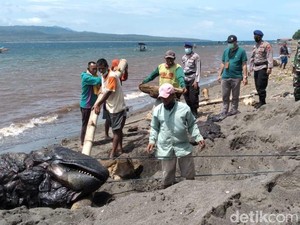Paus Orca yang Mati di Pantai Bangsring Banyuwangi Dikubur