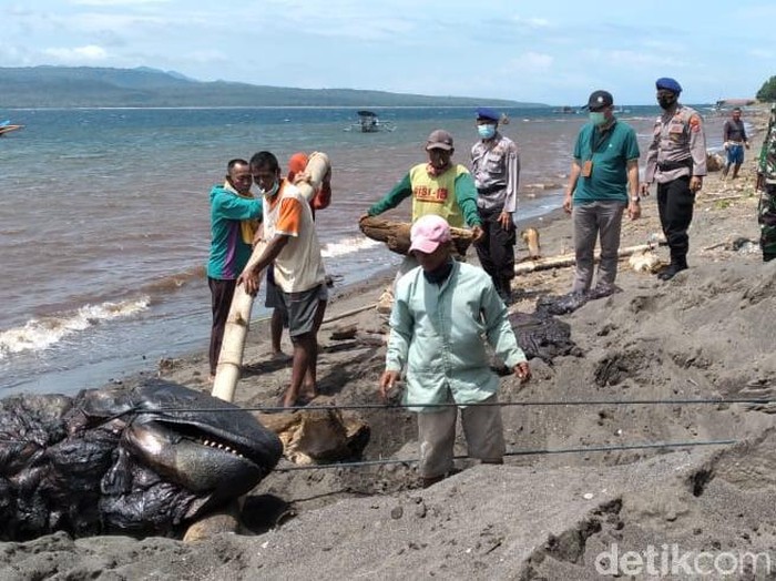 Paus orca yang mati di pinggir Pantai Bangsring, Kecamatan Wongsorejo mulai dievakuasi. Paus berukuran hampir 5 meter ini dikubur di sekitar pantai.