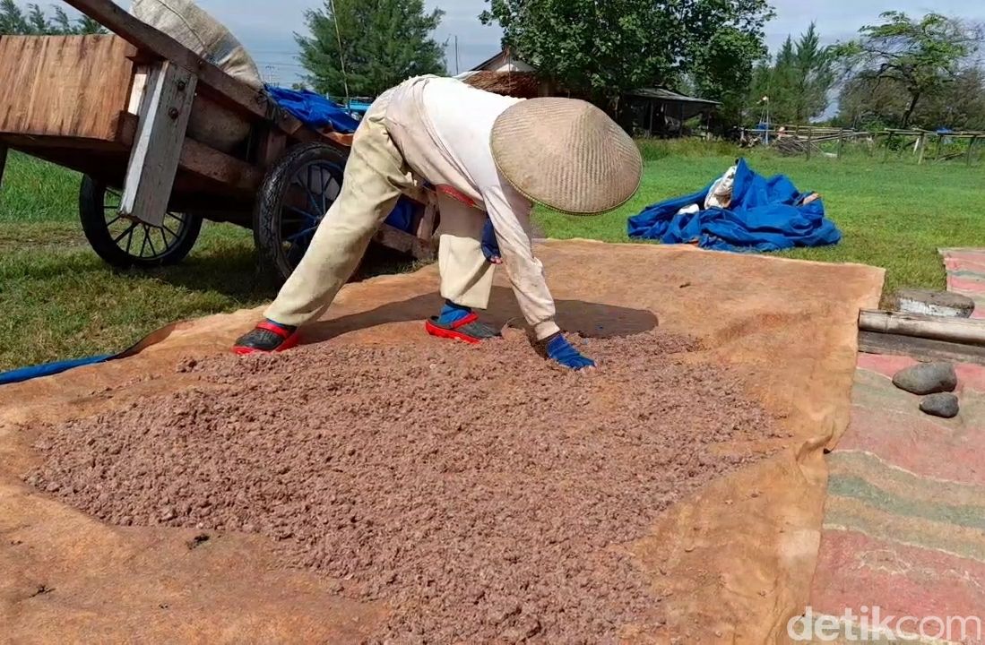 Begini Proses Pembuatan Terasi Tradisional di Kabupaten Tegal