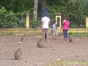 Unik! Rest Area Candi Batur yang Ramai Monyet dan Sarat Mitos
