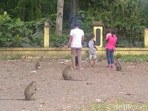 Unik! Rest Area Candi Batur yang Ramai Monyet dan Sarat Mitos