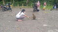 Tidak banyak orang yang mengetahui kenapa di rest area ini banyak kawanan monyet ekor panjang. Disebut-sebut ada ribuan jumlahnya (Robby Bernardi/detikTravel)