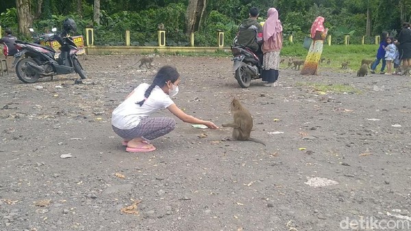 Tidak banyak orang yang mengetahui kenapa di rest area ini banyak kawanan monyet ekor panjang. Disebut-sebut ada ribuan jumlahnya (Robby Bernardi/detikTravel) Tidak banyak orang yang mengetahui kenapa di rest area ini banyak kawanan monyet ekor panjang. Disebut-sebut ada ribuan jumlahnya (Robby Bernardi/detikTravel)