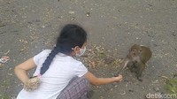Bahkan ada mitos yang berkembang di rest area ini. Siapapun yang datang memberi makan monyet ekor panjang ini, akan mendapatkan balasan rejeki berlimpah (Robby Bernardi/detikTravel)