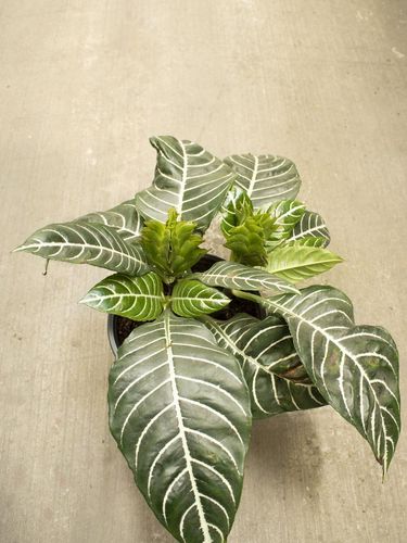 Close photo of the plant Aphelandra Squarrosa. The photo was taken from the top. The plant is in the flowerpot.