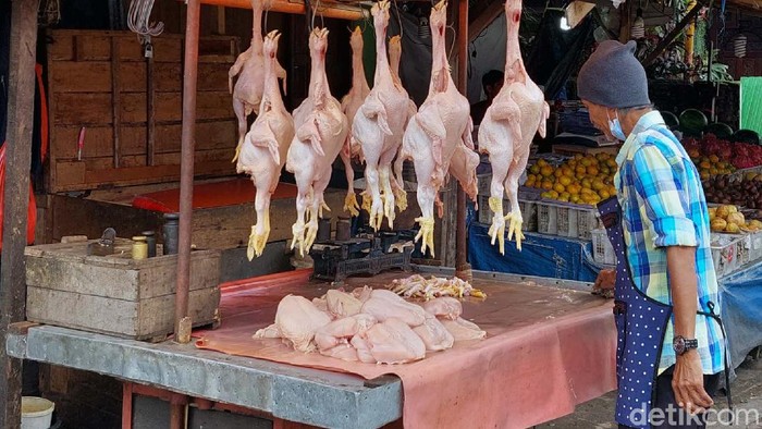 Terungkap Ini Biang Kerok Harga Ayam Naik Terus Bunda