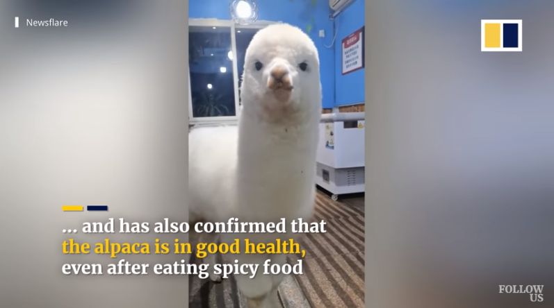 Kocak! Besar di Restoran BBQ, Alpaca Ini Hobinya Ngemil Makanan Pedas