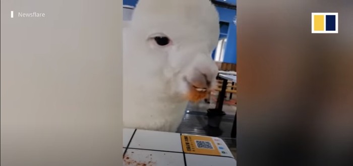 Kocak! Besar di Restoran BBQ, Alpaca Ini Hobinya Ngemil Makanan Pedas Kocak! Besar di Restoran BBQ, Alpaca Ini Hobinya Ngemil Makanan Pedas