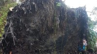 Pohon itu tumbang pada Rabu (31/3/2021) akibat diterpa hujan deras dan angin kencang. Peristiwa itu menyebabkan 5 rumah rusak. (Istimewa)