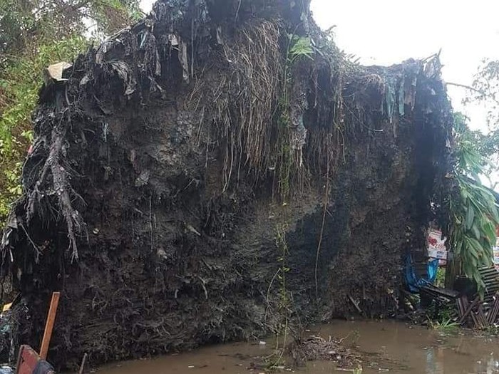 Pohon berusia ratusan tahun yang tumbang dan tegak kembali di Tanjungbalai.