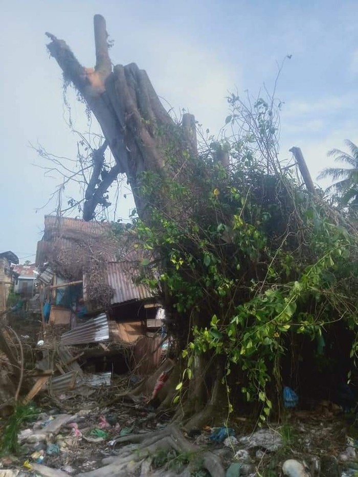 Pohon berusia ratusan tahun yang tumbang dan tegak kembali di Tanjungbalai. Pohon berusia ratusan tahun yang tumbang dan tegak kembali di Tanjungbalai.