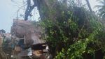 Penampakan Pohon Tumbang Lalu Berdiri Lagi yang Tewaskan Warga Sumut
