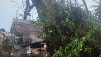 Pohon berukuran besar yang tumbang itu berada di Kelurahan Sei Merbau, Teluk Nibung Tanjungbalai, Sumut.  (Foto: Istimewa)