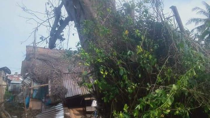 Pohon tumbang berdiri lagi di Tanjungbalai, Sumatera Utara