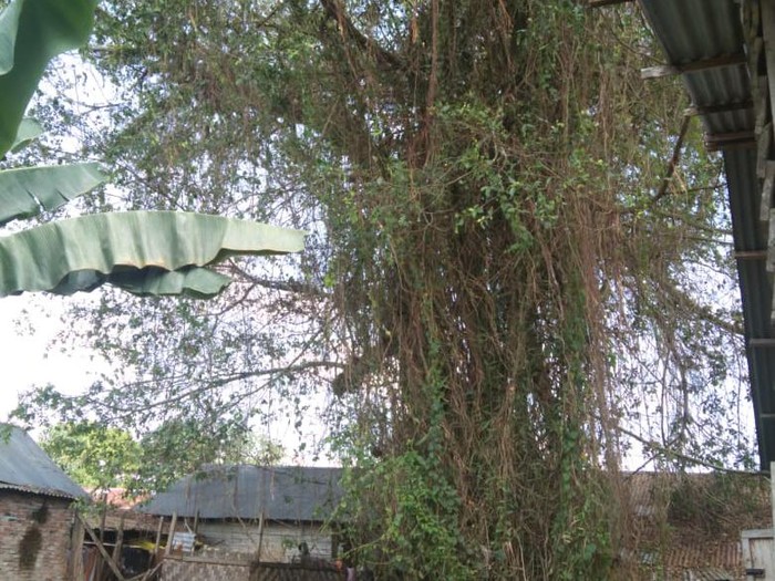 Pohon tumbang berdiri lagi di Tanjungbalai, Sumatera Utara