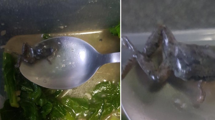 Seorang pria di Sengkang, Singapura temukan katak kecil di dalam tumisan sayuran kailan.