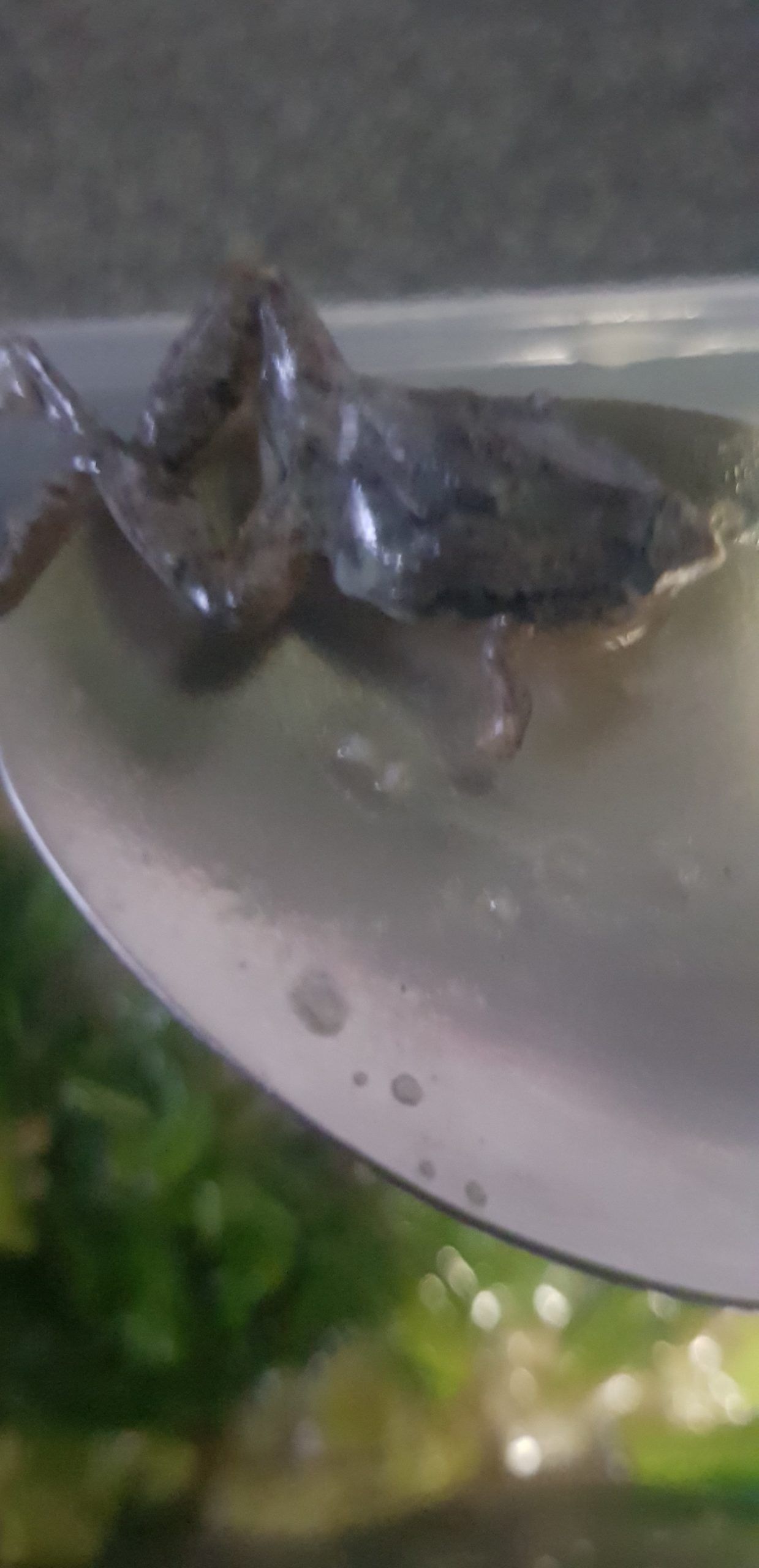 Seorang pria di Sengkang, Singapura temukan katak kecil di dalam tumisan sayuran kailan.
