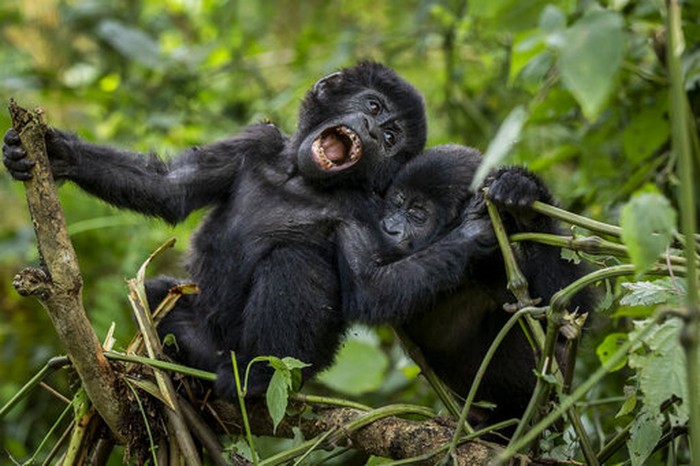 Two one-year old baby mountain gorillas play together in the forest of Bwindi Impenetrable National Park in southwestern Uganda Saturday, April 3, 2021. (AP Photo)