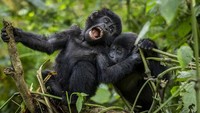 Dua bayi gorila gunung berusia satu tahun tertangkap kamera sedang berayun dari cabang pohon di hutan Taman Nasional Bwindi Impenetrable, Uganda, Senin (5/4/2021) waktu setempat.  