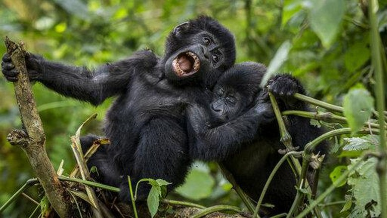 Two one-year old baby mountain gorillas play together in the forest of Bwindi Impenetrable National Park in southwestern Uganda Saturday, April 3, 2021. (AP Photo)