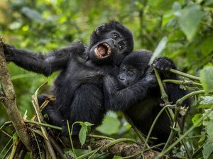 Gawat! Rumah Gorila di Kongo Terancam Tambang Minyak