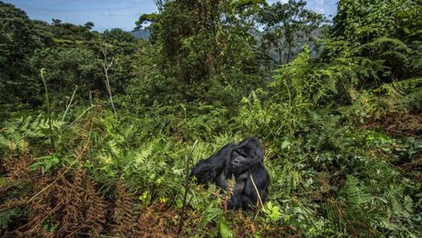 Uganda Wildlife Authority (UWA) hingga kini terus melakukan beragam upaya perlindungan, seperti upaya konservasi, patroli anti-perburuan liar, tim dokter yang selalu siaga, dan pemantauan 24/7 terhadap gorila telah membuahkan hasil. Â Uganda Wildlife Authority (UWA) hingga kini terus melakukan beragam upaya perlindungan, seperti upaya konservasi, patroli anti-perburuan liar, tim dokter yang selalu siaga, dan pemantauan 24/7 terhadap gorila telah membuahkan hasil. Â