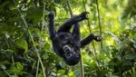 Tingkah Lucu Bayi Gorila di Taman Nasional Uganda