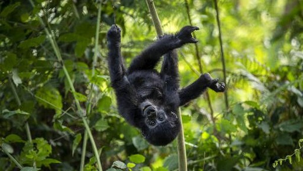 Gorila pegunungan (Gorilla beringei beringei) adalah salah satu dari dua subspesies gorila timur di Afrika. Â Gorila pegunungan (Gorilla beringei beringei) adalah salah satu dari dua subspesies gorila timur di Afrika. Â