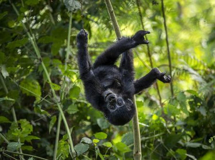 Tingkah Lucu Bayi Gorila di Taman Nasional Uganda