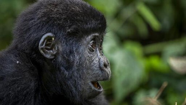 Populasinya tersebar di Pegunungan Virunga, kawasan gunung berapi yang berbatasan dengan Republik Demokratik Kongo, Rwanda, dan Uganda, dan Taman Nasional Bwindi Impenetrable di Uganda. Â Populasinya tersebar di Pegunungan Virunga, kawasan gunung berapi yang berbatasan dengan Republik Demokratik Kongo, Rwanda, dan Uganda, dan Taman Nasional Bwindi Impenetrable di Uganda. Â