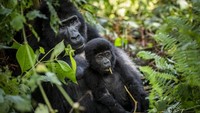 Direktur Eksekutif UWA, Sam Mwandha, mengatakan bahwa peningkatan pengamanan kawasan lindung membuat populasi gorila gunung semakin meningkat.   
