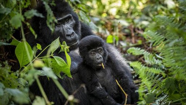 Direktur Eksekutif UWA, Sam Mwandha, mengatakan bahwa peningkatan pengamanan kawasan lindung membuat populasi gorila gunung semakin meningkat.  Direktur Eksekutif UWA, Sam Mwandha, mengatakan bahwa peningkatan pengamanan kawasan lindung membuat populasi gorila gunung semakin meningkat. Â