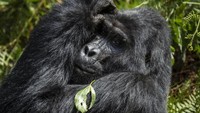 Sebagaimana dikutip dari BBC, gorila gunung merupakan spesies yang terancam punah dengan populasi lebih dari 1.000 ekor. Keberhasilan konservasi memberi harapan baru bagi perkembangbiakan gorila gunung.  