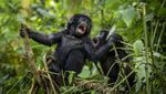 Tingkah Lucu Bayi Gorila di Taman Nasional Uganda
