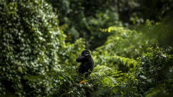 Menurut sensus terbaru tahun 2018, terdapat lebih dari 1.000 gorila gunung di Taman Nasional Bwindi Impenetrable National Park.  
