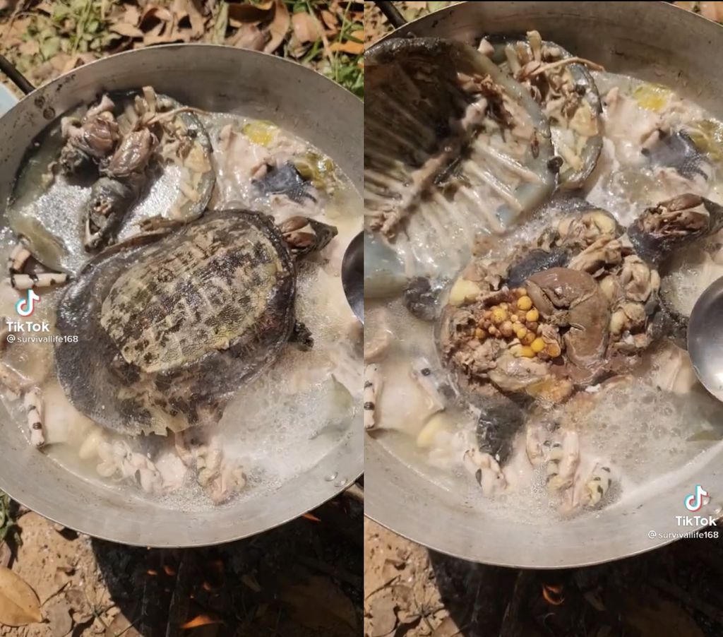 Video Masak Sup Daging Ular dan Kura-kura Ini Sukses Bikin Netizen Mual