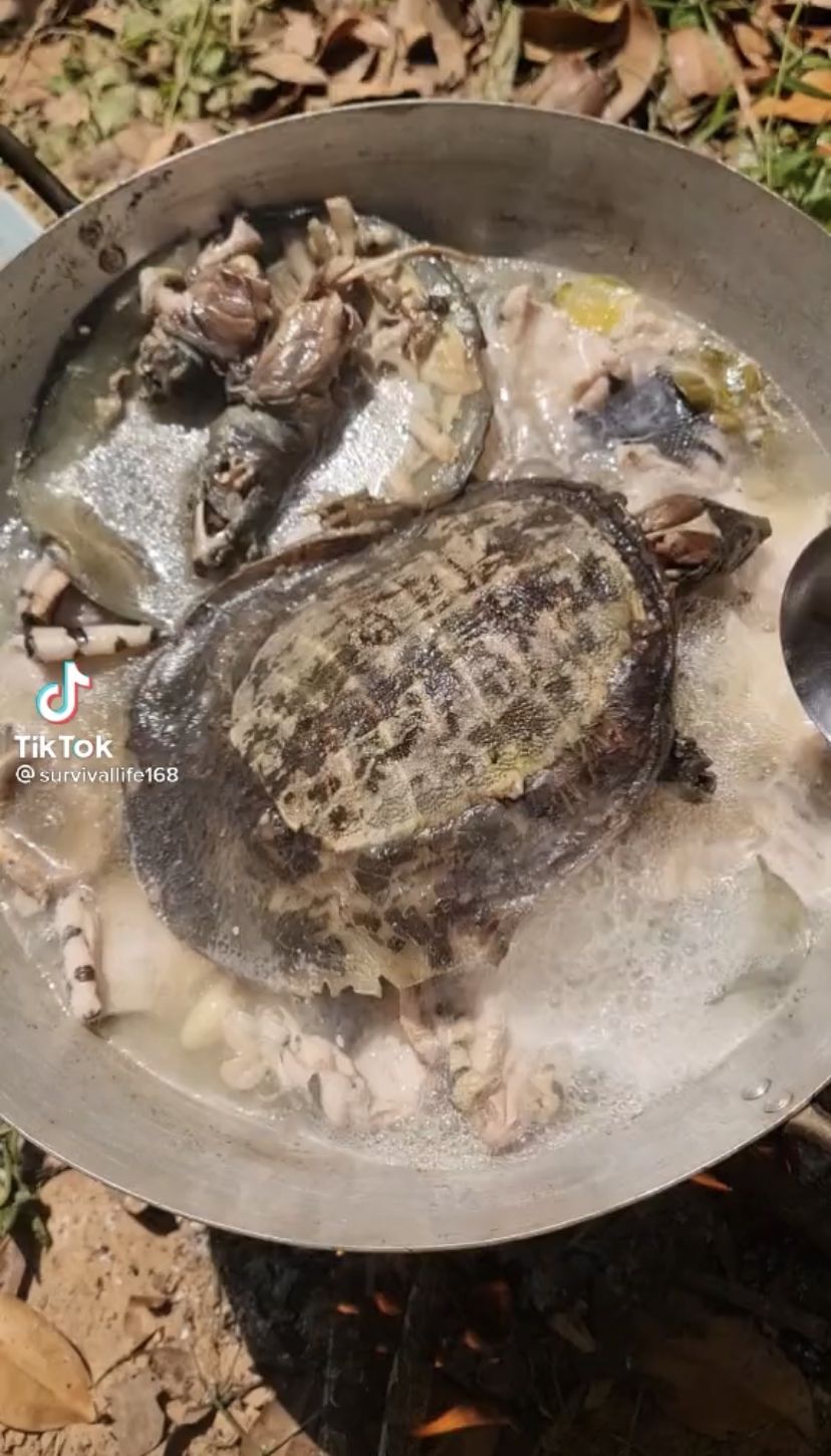 Video Masak Sup Daging Ular dan Kura-kura Ini Sukses Bikin Netizen Mual