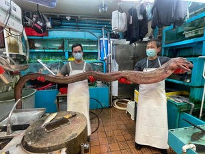Belut Raksasa Langka 3,6 Meter Ini Ludes Diburu Pembeli
