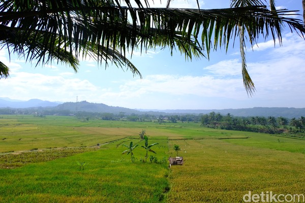 Seperti hamparan sawah dan terasering layaknya di Ubud, Bali. Sawah yang berundak-undak dibelah sungai berbatu yang masih alami membuat traveler tidak ingin segera beranjak. Seperti hamparan sawah dan terasering layaknya di Ubud, Bali. Sawah yang berundak-undak dibelah sungai berbatu yang masih alami membuat traveler tidak ingin segera beranjak.