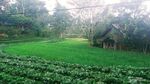 Desa Wisata di Garut, Tidur di Rumah Panggung, Menikmati Suara Jangkrik