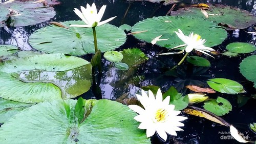 Cantiknya pagi hari disambut bunga teratai