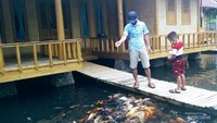 Memberi makan ikan