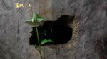 Heningnya Kampung Cigobang yang Mati Tak Berpenghuni